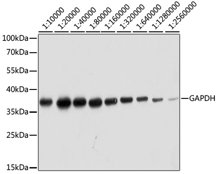 Anti-Human Specific GAPDH Antibody