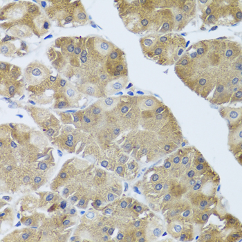 Anti-NMU Antibody (CAB7068)