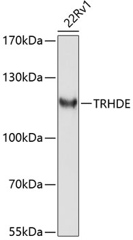 Anti-TRHDE Antibody (CAB10300)