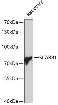 Anti-SCARB1 Antibody (CAB1584)