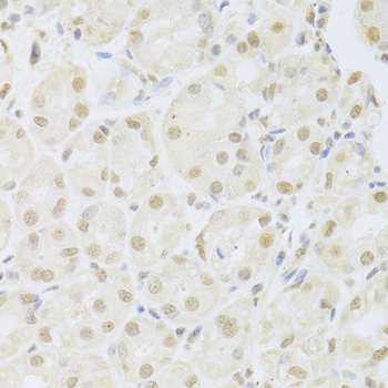 Anti-POU2F1 Antibody (CAB13527)