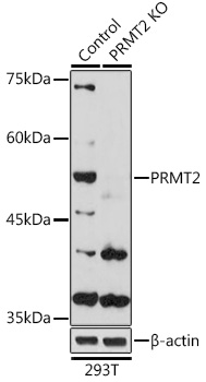 Anti-PRMT2 Antibody [KO Validated] (CAB5835)