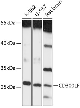 Anti-CD300LF Antibody (CAB13829)