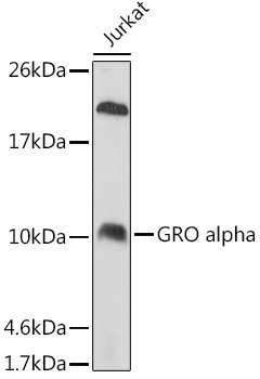 Anti-GRO alpha Antibody (CAB5802)