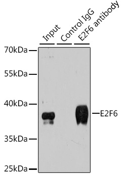 Anti-E2F6 Antibody (CAB6151)