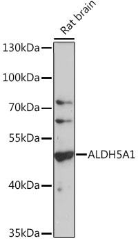 Anti-ALDH5A1 Antibody (CAB16074)