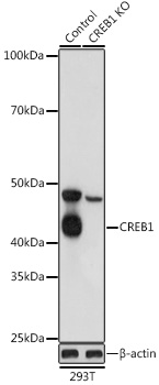 Anti-CREB1 Antibody [KO Validated] (CAB10826)