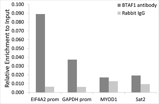 Anti-BTAF1 Antibody (CAB5811)