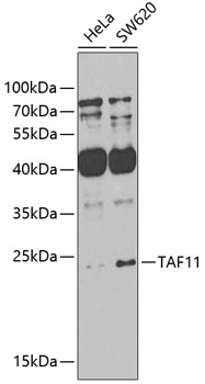 Anti-TAF11 Antibody (CAB7934)