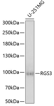 Anti-RGS3 Antibody (CAB6719)