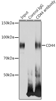 Anti-CD44 Antibody (CAB0340)