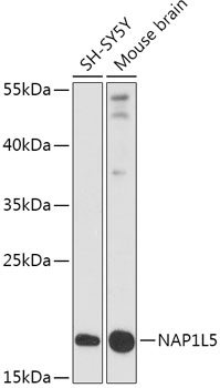 Anti-NAP1L5 Antibody (CAB17849)