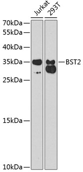 Anti-BST2 Antibody (CAB1914)