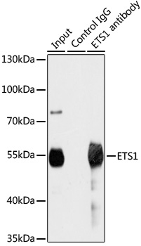 Anti-ETS1 Antibody (CAB13302)