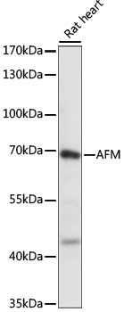 Anti-AFM Antibody (CAB15253)