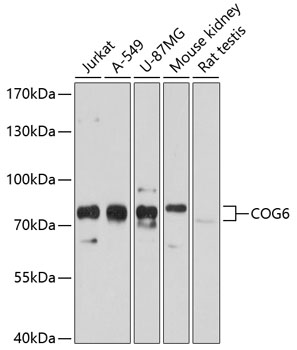 Anti-COG6 Antibody (CAB10319)