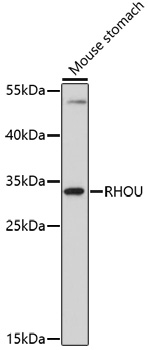 Anti-RHOU Antibody (CAB17195)