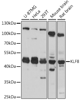 Anti-KLF8 Antibody (CAB16321)