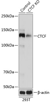 Anti-CTCF Antibody [KO Validated] (CAB19588)