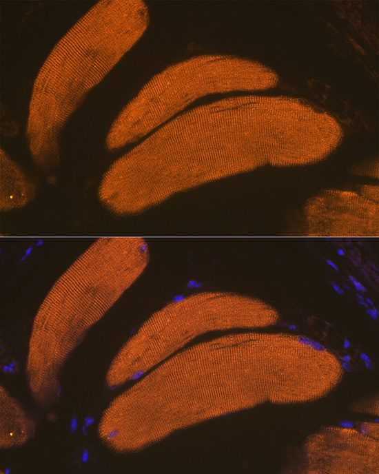 Anti-GLUT4 Antibody (CAB7637)