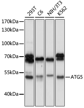 Anti-ATG5 Antibody (CAB11427)