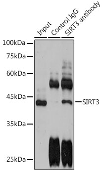 Anti-SIRT3 Antibody (CAB7307)