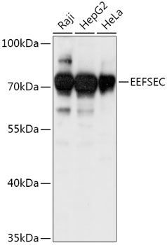 Anti-EEFSEC Antibody (CAB17749)