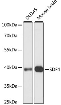 Anti-SDF4 Antibody (CAB15443)