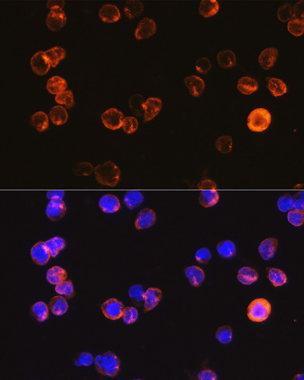 Anti-CD3E Antigen Antibody (CAB12415)