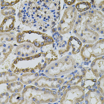 Anti-PTPRC Antibody (CAB2115)