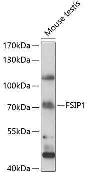 Anti-FSIP1 Antibody (CAB14971)