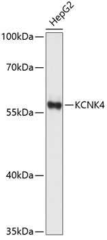 Anti-KCNK4 Antibody (CAB12217)