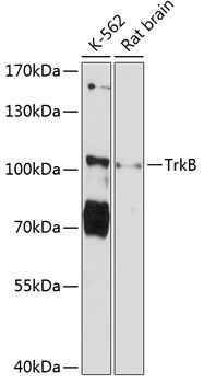 Anti-TrkB Antibody (CAB12011)