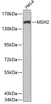 Anti-MSH2 Antibody (CAB0064)