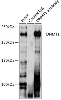Anti-DNMT1 Antibody [KO Validated] (CAB5495)