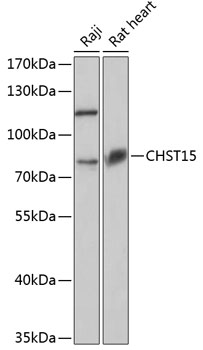 Anti-CHST15 Polyclonal Antibody (CAB8984)