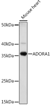 Anti-ADORA1 Antibody (CAB18525)