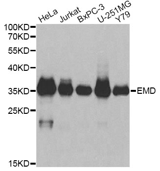 Anti-EMD Antibody (CAB13925)