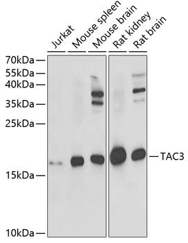 Anti-TAC3 Antibody (CAB6312)