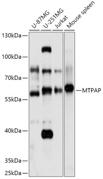 Anti-MTPAP Antibody (CAB17715)