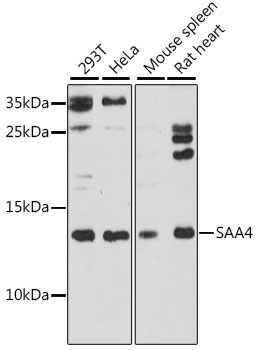 Anti-SAA4 Antibody (CAB16428)