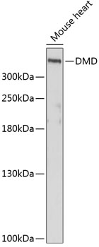 Anti-DMD Antibody (CAB1411)