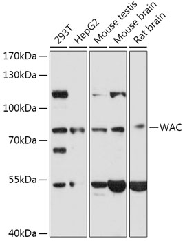 Anti-WAC Antibody (CAB17703)