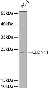 Anti-CLDN11 Antibody (CAB2593)