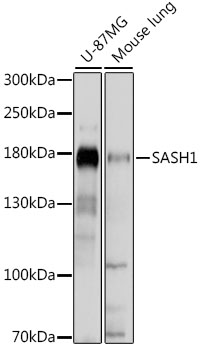 Anti-SASH1 Antibody (CAB15248)