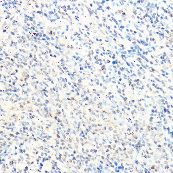 Anti-SP1 Antibody (CAB14662)