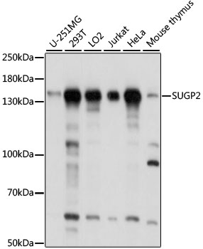 Anti-SUGP2 Antibody (CAB15378)