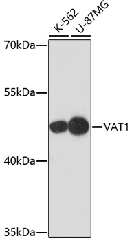 Anti-VAT1 Antibody [KO Validated] (CAB17077)