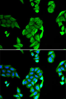 Anti-NOL3 Antibody (CAB6319)