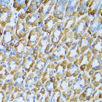 Anti-PSRC1 Antibody (CAB5484)